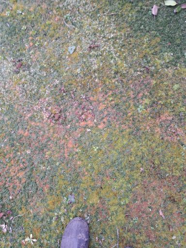 A close-up of a textured, multicoloured grassy surface with a shoe in the corner.